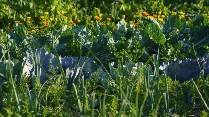 Aceste plante pot face cel mai sărac sol friabil și fertil: ele trebuie plantate cu siguranță