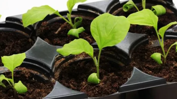 Când să semănați vinete pentru răsaduri: cum să calculați singuri calendarul