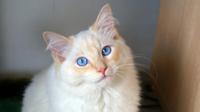 Care sunt cele mai frumoase pisici din lume: veterinarul numește primele 6 rase superbe