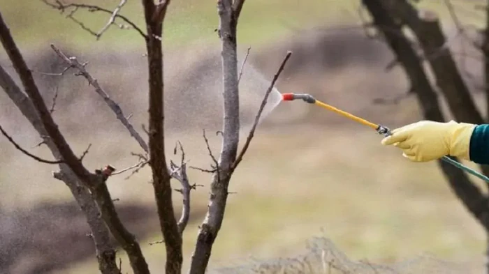 Ce ar trebui pulverizat pe pomii fructiferi vechi în primăvară, astfel încât aceștia să nu se îmbolnăvească și să nu renunțe la ovare?