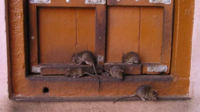 Cu un singur remediu, șobolanii și gândacii dispar instantaneu din cotețul găinilor