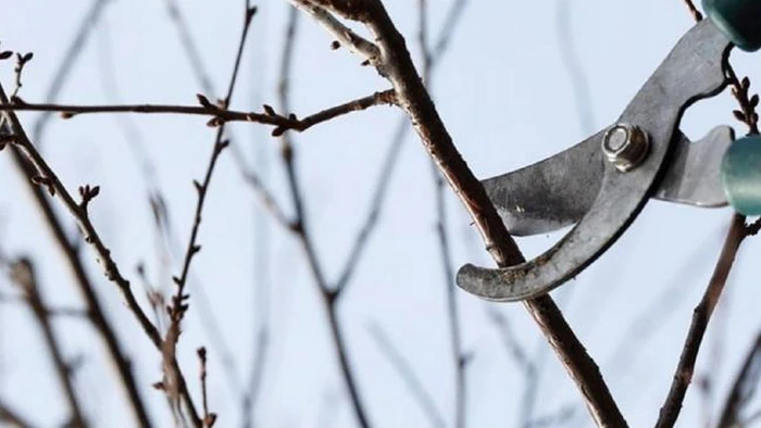 Nu ratați februarie: 5 lucrări de grădinărit pe care trebuie să le faceți chiar acum